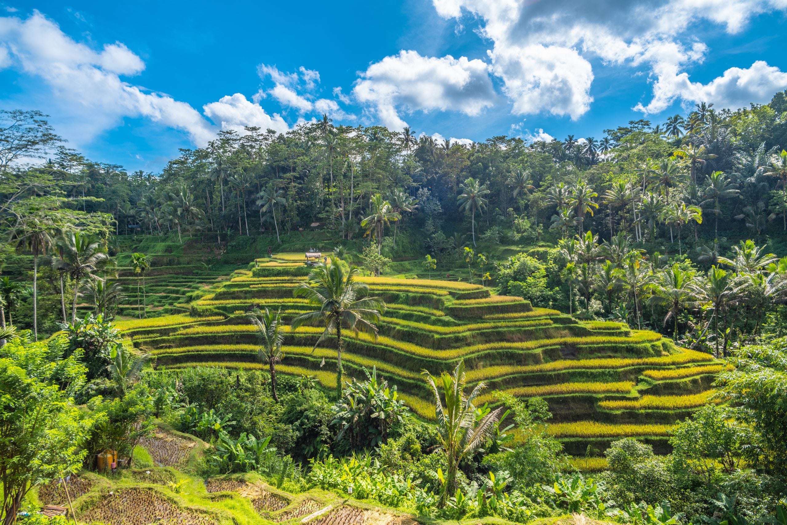 Tegalalang Rice Terraces, Bali